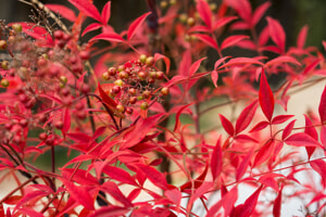 nandina
