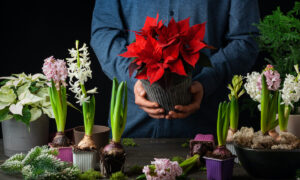 Weihnachtspflanzen pflegen: So halten sie über die Feiertage hinaus