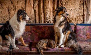 Mikrochip-Pflicht in Österreich: Schluss mit Ketten- und Würgehalsbändern – Neue Regeln für Hunde und Katzen