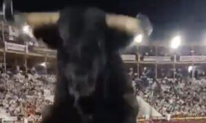 Angst in Spanien: Stier springt während des Stierkampfs über den Zaun und landet zwischen Publikum und Arena