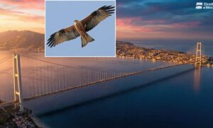 Die revolutionären Flamingos gegen die Brücke über die Meerenge von Messina: Fatal für Zugvögel