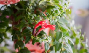 Es sieht aus wie Lippenstift, ist aber eine Blume: Alles, was du über das Eschinanto wissen musst