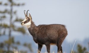 Gams geht auf Wanderer los: Drei Verletzte – Jäger werden mobilisiert, um sie zu stellen