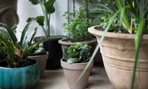 Weißer Schimmel auf Blumenerde im Herbst: Ursachen und Entfernungstipps